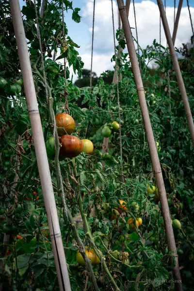 Ripe and green tomatoes growing on bamboo-staked vines in a garden